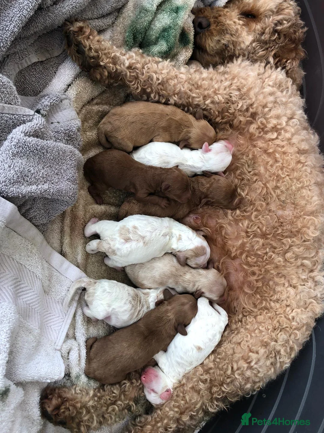 Cavapoo dogs for stud: F1 PROVEN Toy Cavapoo DNA Clear stud in Stafford - Advert 37