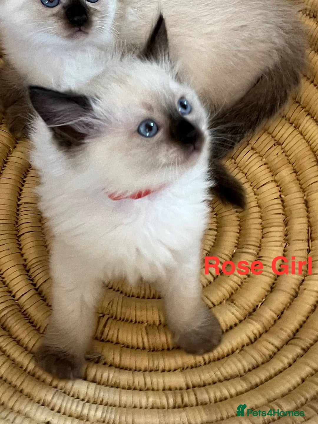 Ragdoll cats for sale: Quick sale - Image 14