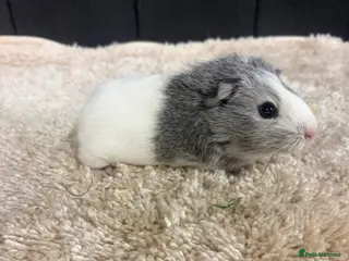 Guinea Pig rodents Baby Guinea pigs - Advert 14