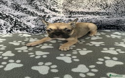 French Bulldog dogs for sale: Amazing french bulldog  - Image 29