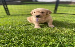 Golden Retriever dogs for sale: Golden retriever pups looking for forever homes  - Image 12