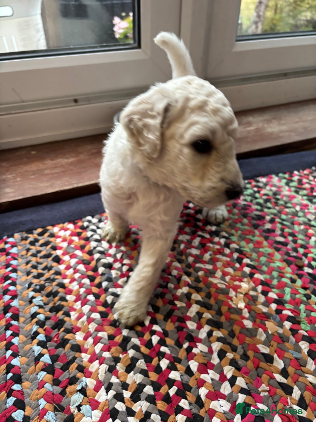 Standard Poodle dogs for sale: Standard poodle  - Image 10