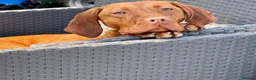 Hungarian Vizsla dogs for sale: Beautiful Hungarian Vizsla puppies available  in Boston - Advert 16