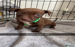 Staffordshire Bull Terrier dogs for sale: 5 PREMIUM STAFFS FOR SALE - Image 3
