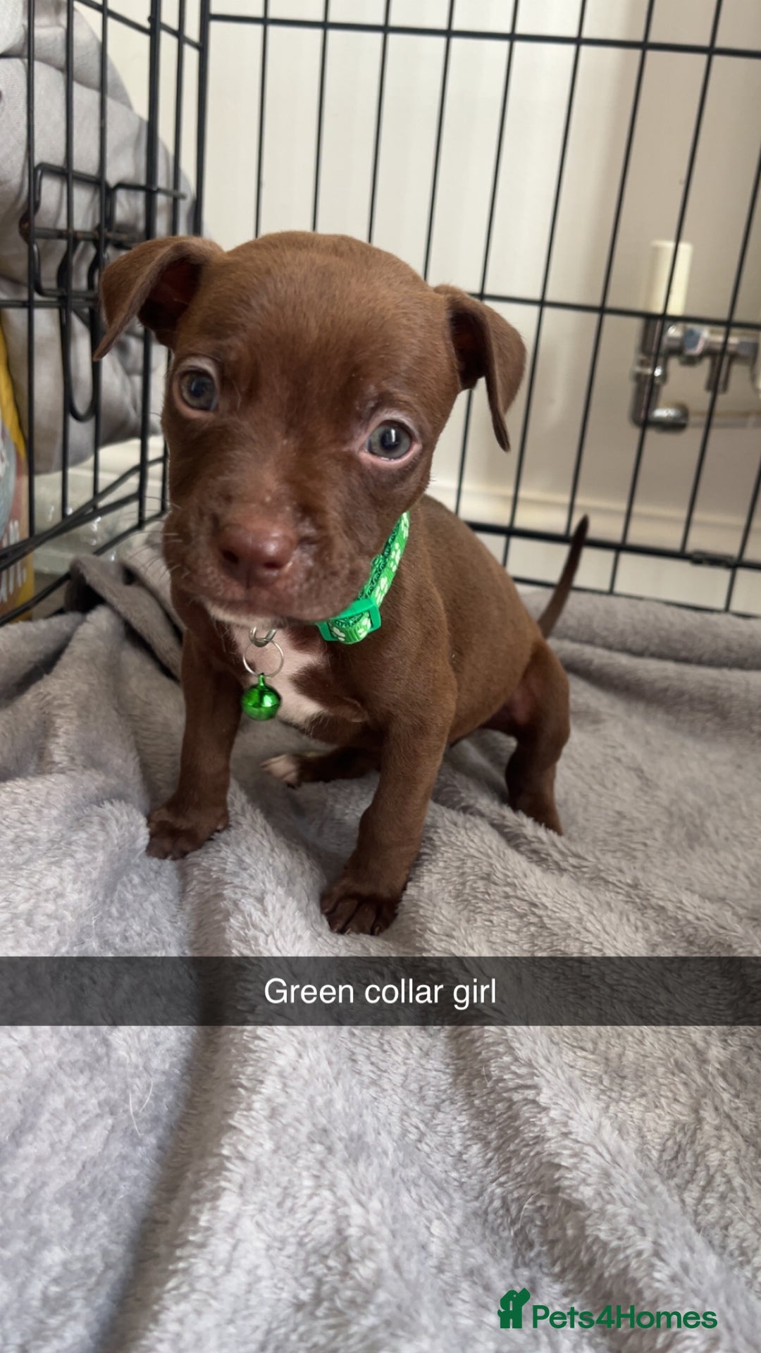 Staffordshire Bull Terrier dogs for sale: 5 PREMIUM STAFFS FOR SALE - Image 3