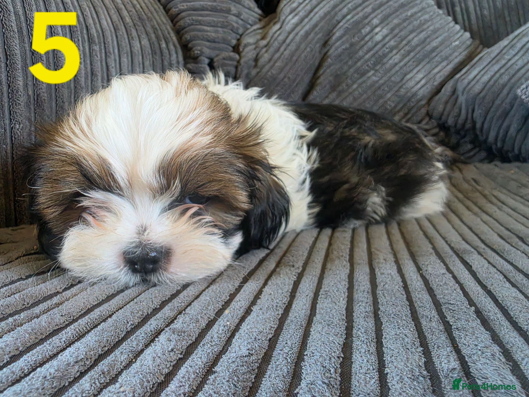 Shih Tzu dogs 1 IMPERIAL SHIH TZU BOY REMAINING  - Advert 1