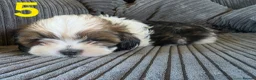 Shih Tzu dogs for sale: Imperial shih tzu puppies  in Walsall - Advert 10