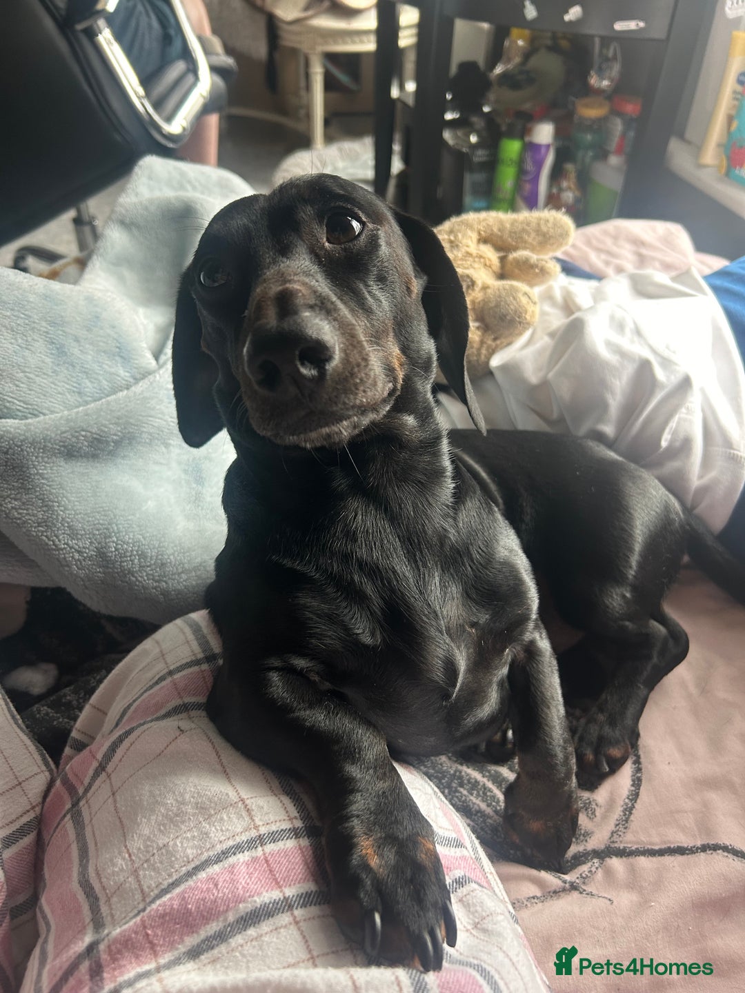 Miniature Dachshund dogs for stud: Stud  - Image 2