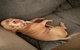 American Bully dogs for sale: Pocket bully 2 years old  - Image 2