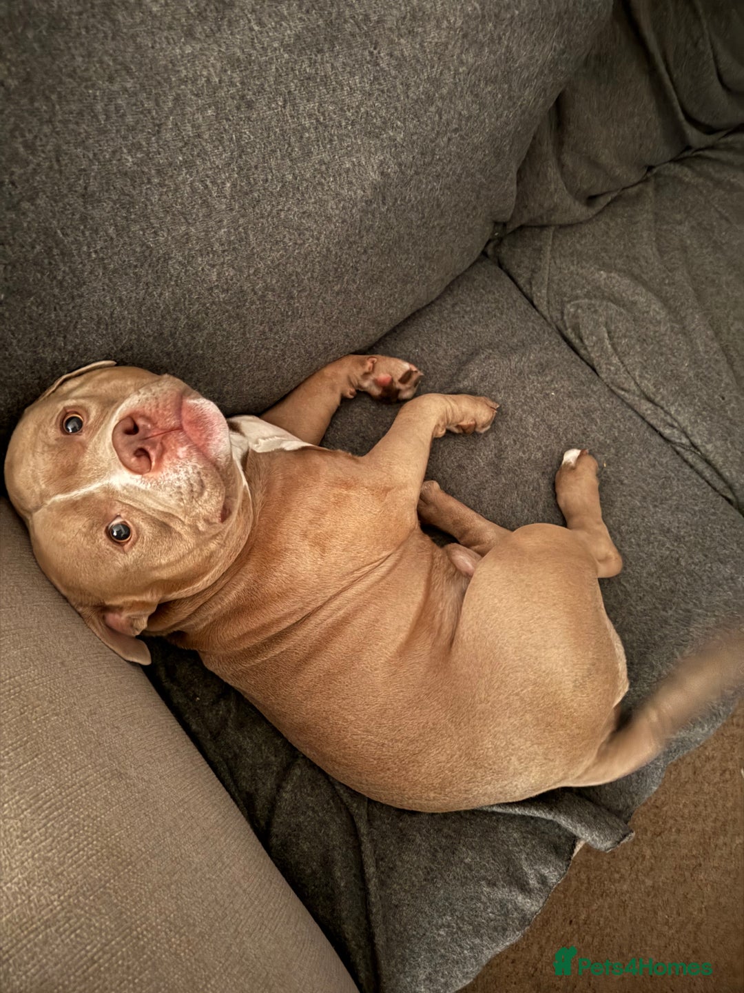 American Bully dogs for sale: Pocket bully 2 years old  - Image 2