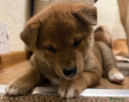 Japanese Shiba Inu dogs - Advert 2