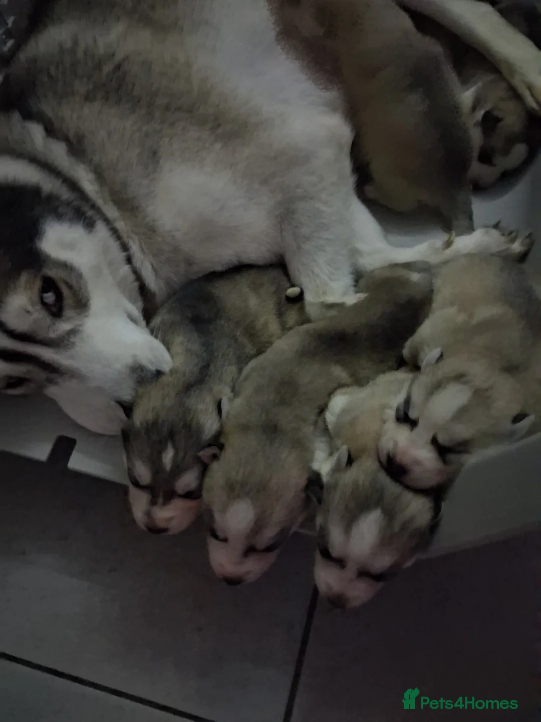 Siberian Husky dogs for sale: Siberian huskys  - Advert 2