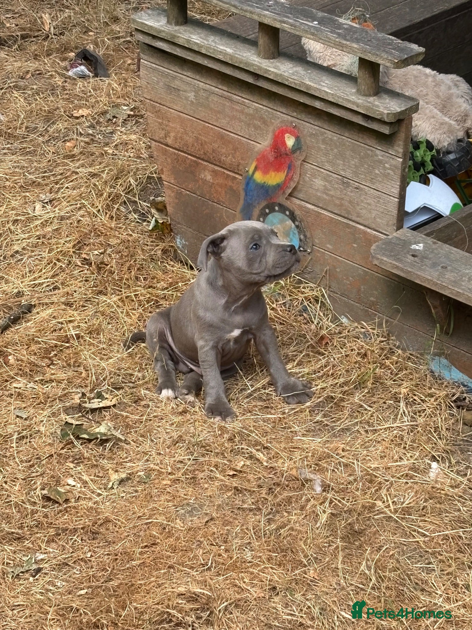 Staffordshire Bull Terrier dogs Blue kc registered staff puppies  - Advert 1
