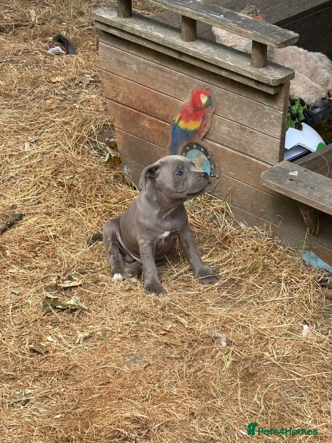 Staffordshire Bull Terrier dogs for sale: Blue kc registered staff puppies  - Advert 1