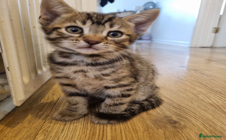 Bengal cats - Advert 1