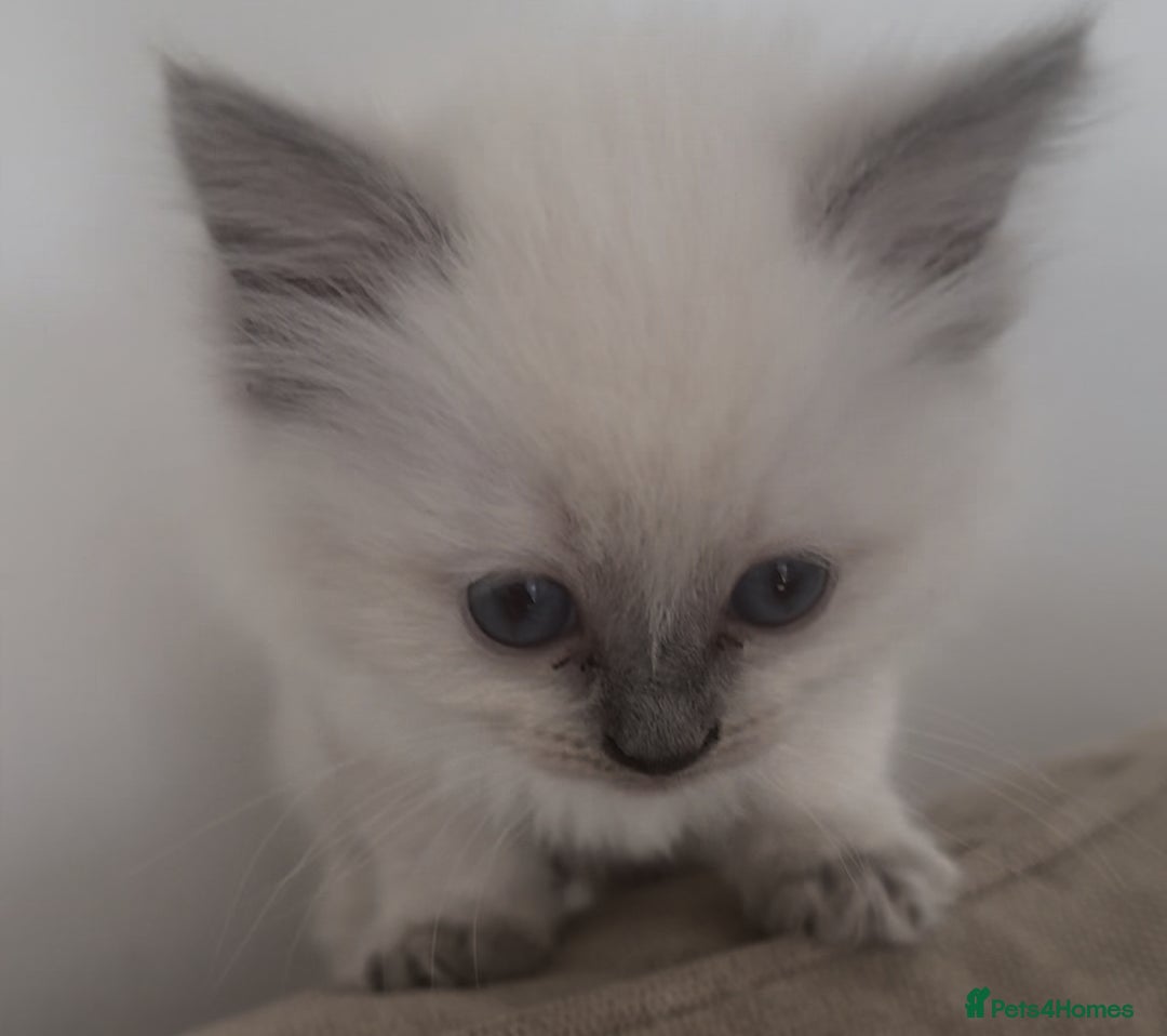 Ragdoll cats for sale: Champion Ragdoll GCCF kittens 🐱  - Image 10