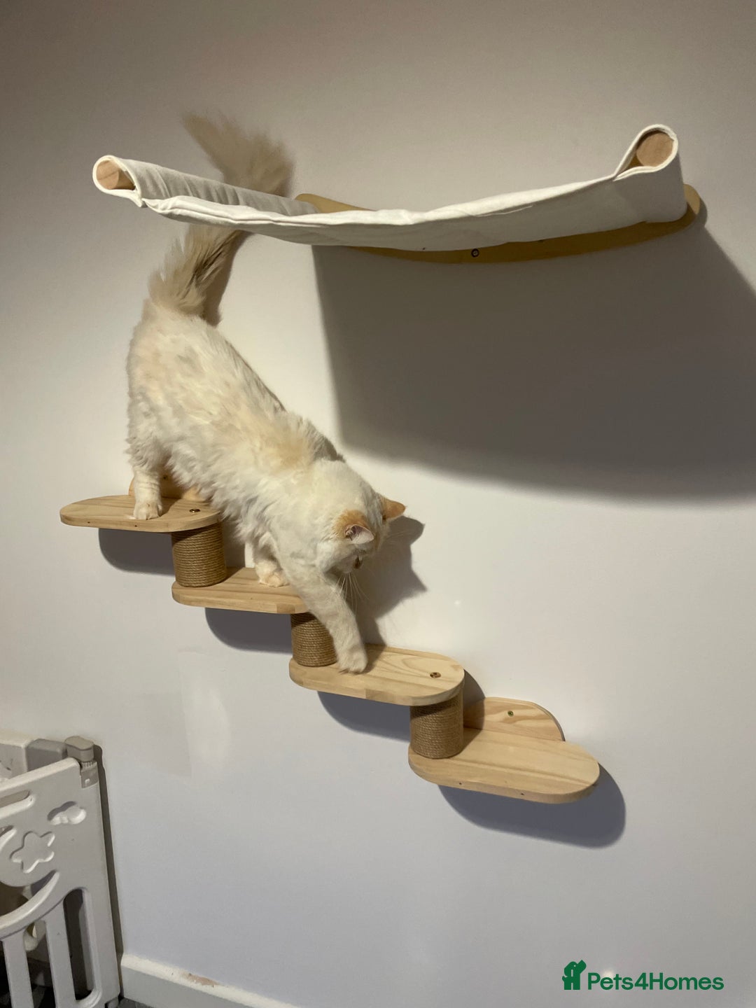 Ragdoll cats for stud: Flame point Ragdoll STUD GCCF & TICA in Pontypridd - Image 5
