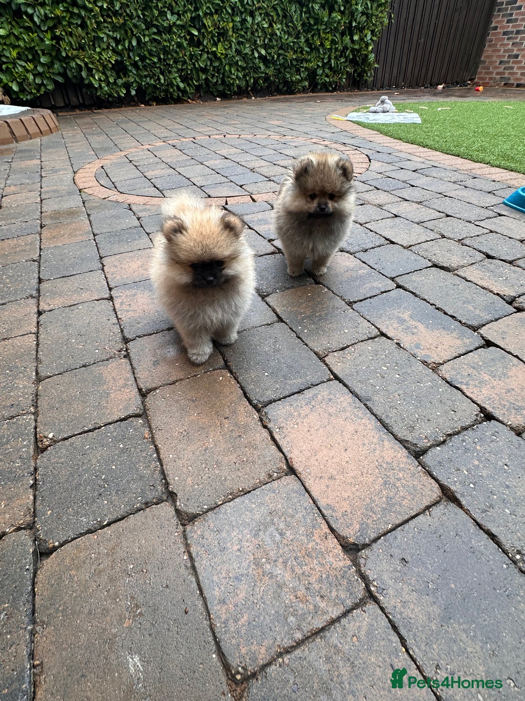 Pomeranian dogs for sale: Teddy bear pomeranians  - Image 9