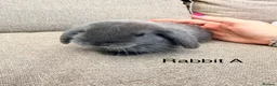 Mini Lop rabbits for sale: Gorgeous mini lop  bunnies  - Advert 2