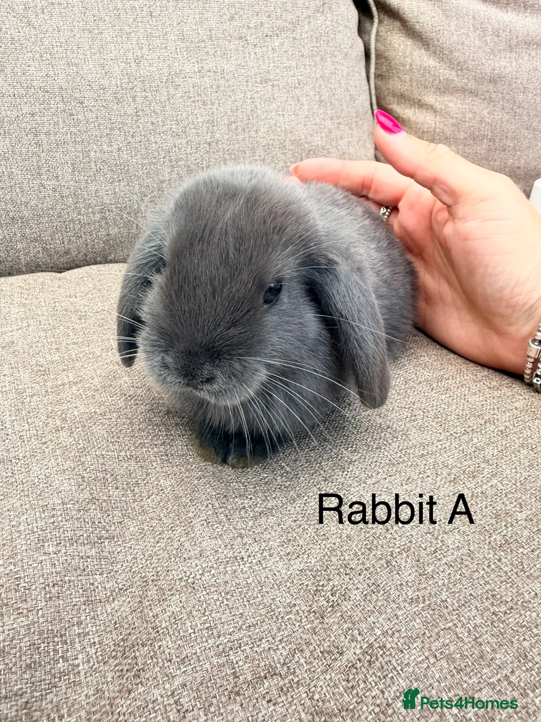Mini Lop rabbits for sale: Gorgeous mini lop  bunnies  - Advert 2