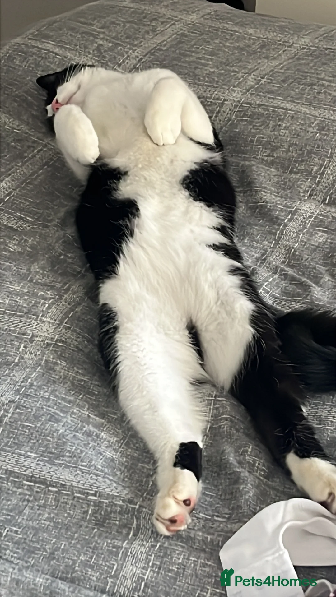 Mixed Breed cats for sale: 7 month old tuxedo cat Domino in Bradford - Advert 4