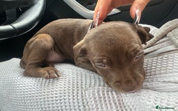 Mixed Breed dogs for sale: Cane corso x staff puppies  - Image 8