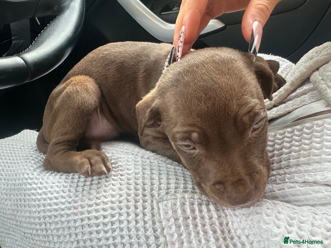 Mixed Breed dogs for sale: Cane corso x staff puppies  - Image 8