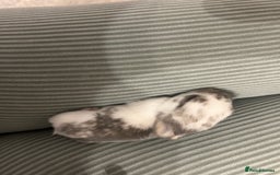 English Spot rabbits for sale: Bunnies for sale - Image 3