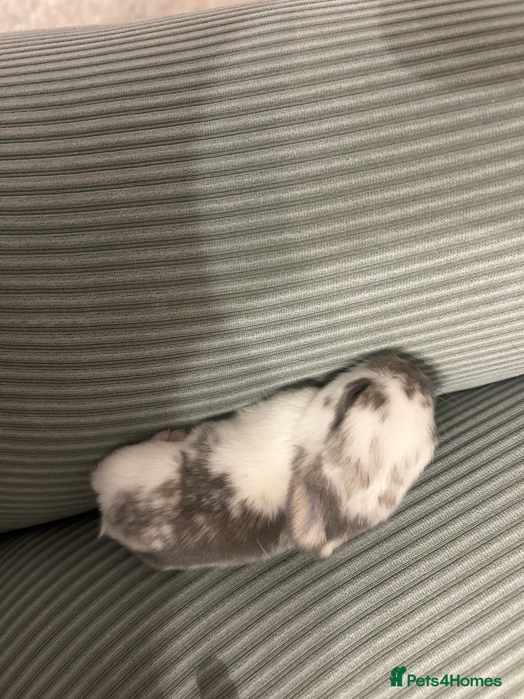 English Spot rabbits for sale: Bunnies for sale - Image 3