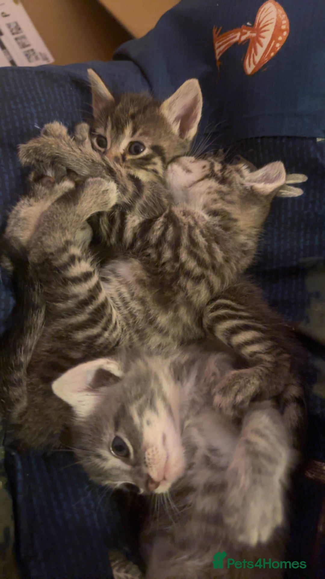 Mixed Breed cats for sale: Three kittens  - Advert 4