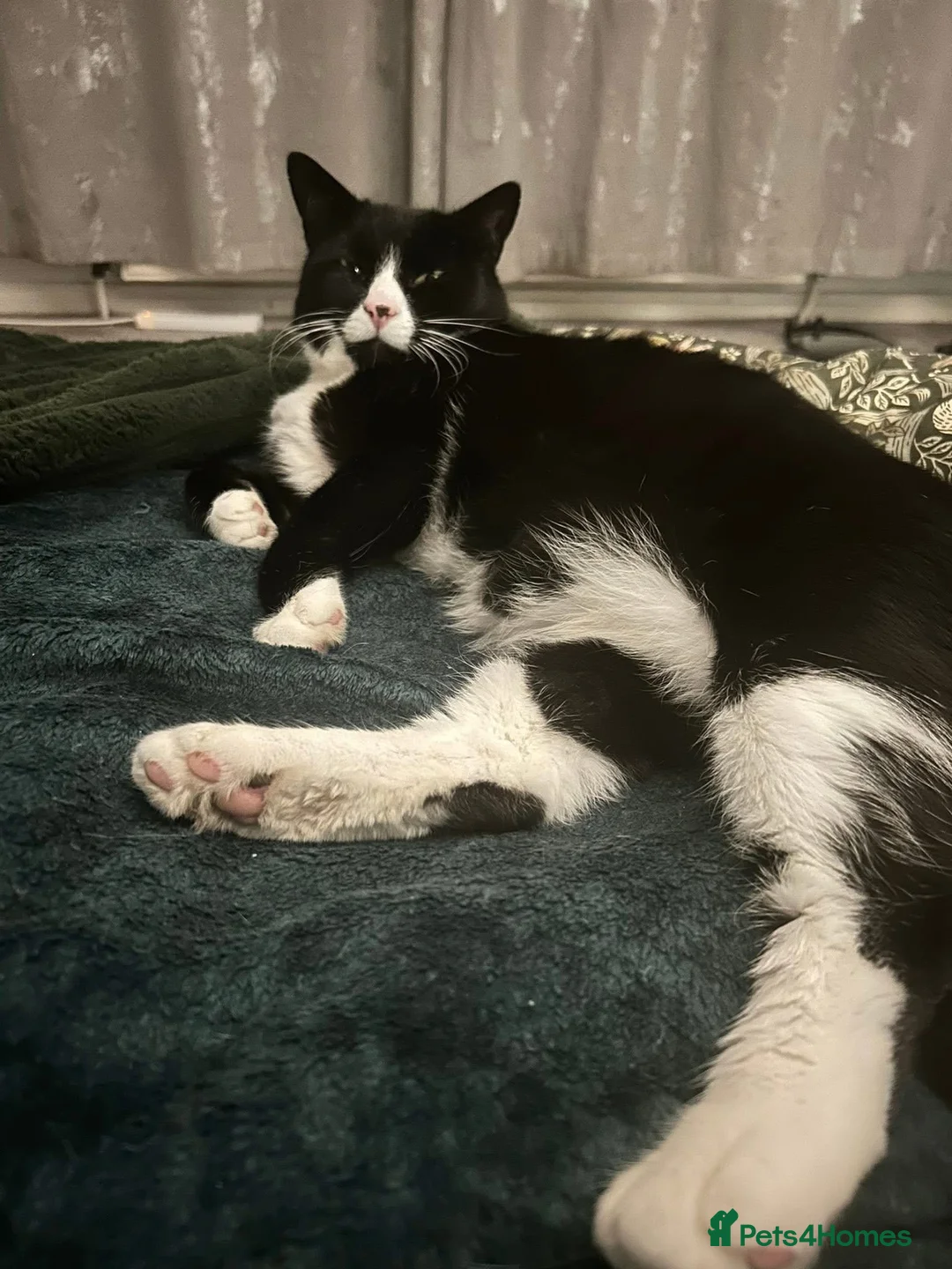 Mixed Breed cats for sale: Lennon and Neville - Advert 1