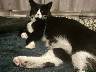 Mixed Breed cats Lennon and Neville - Advert 1