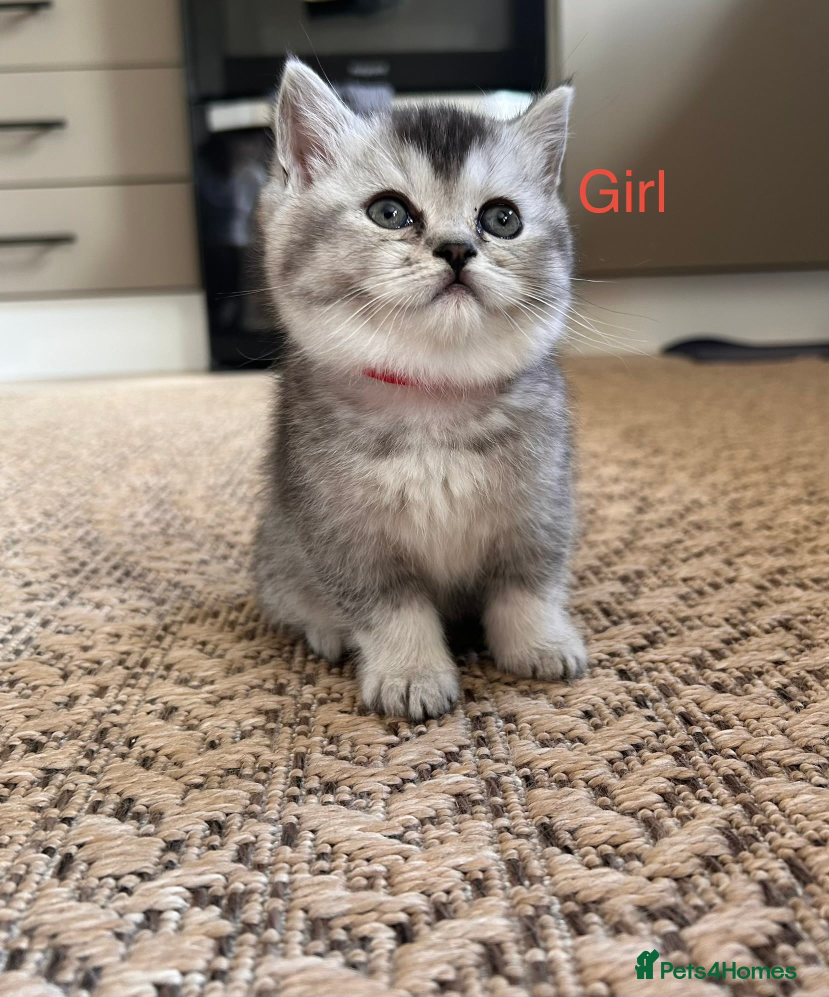 Scottish Fold cats Lovely , playful kittens looking for home  - Advert 1