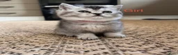 Scottish Fold cats for sale: Lovely , playful kittens looking for home  - Advert 1