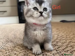 Scottish Fold cats Lovely , playful kittens looking for home - Advert 1