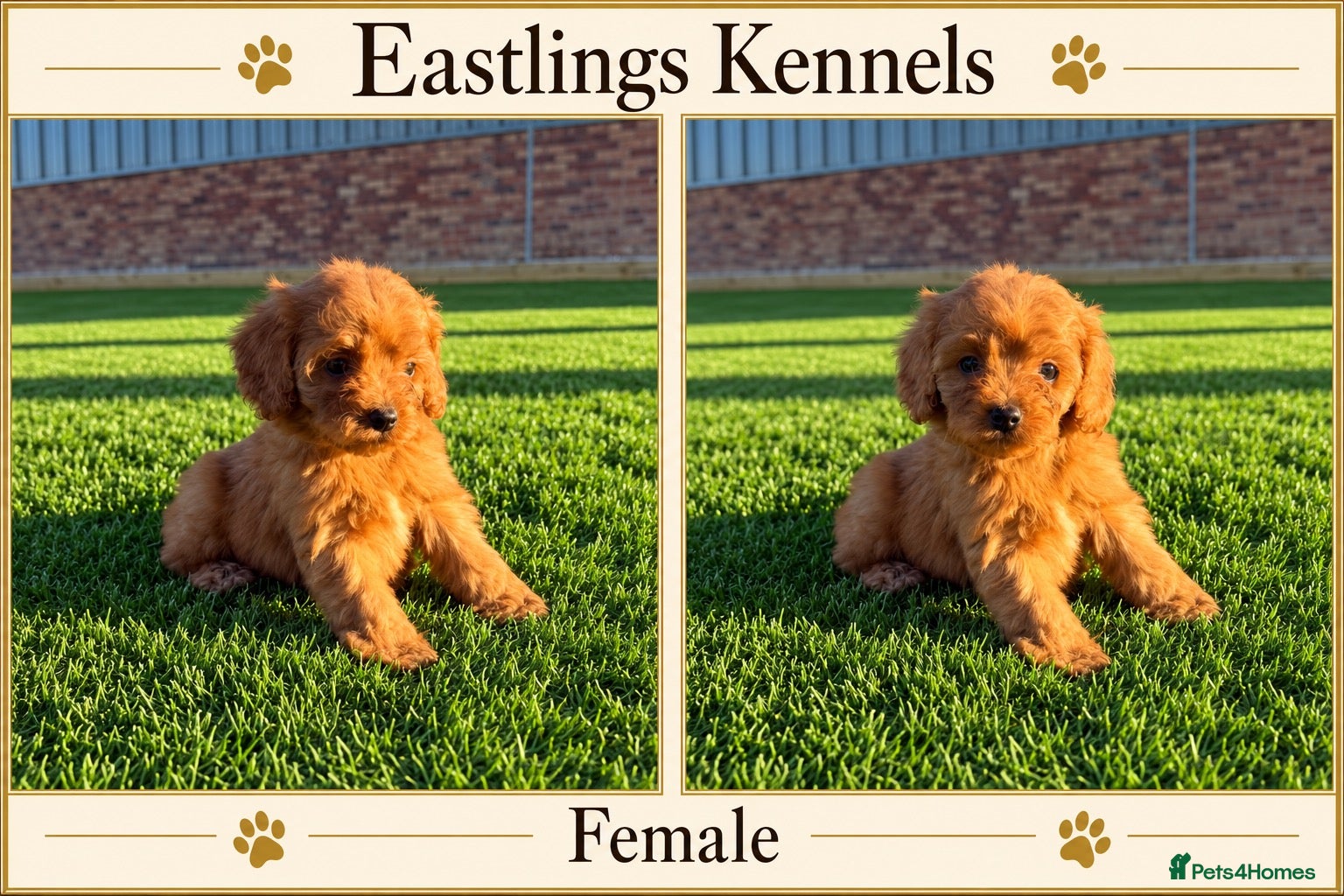 Cavapoo dogs F1 Cavapoos  - Advert 2