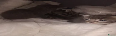 Siberian 2