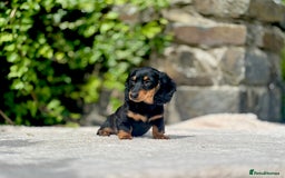 Miniature Dachshund dogs for sale: Long Haired Miniature Dachshunds - READY NOW!! - Image 6