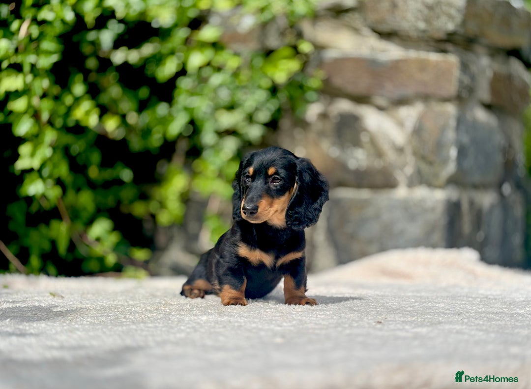 Miniature Dachshund dogs for sale: Long Haired Miniature Dachshunds - READY NOW!! - Image 6