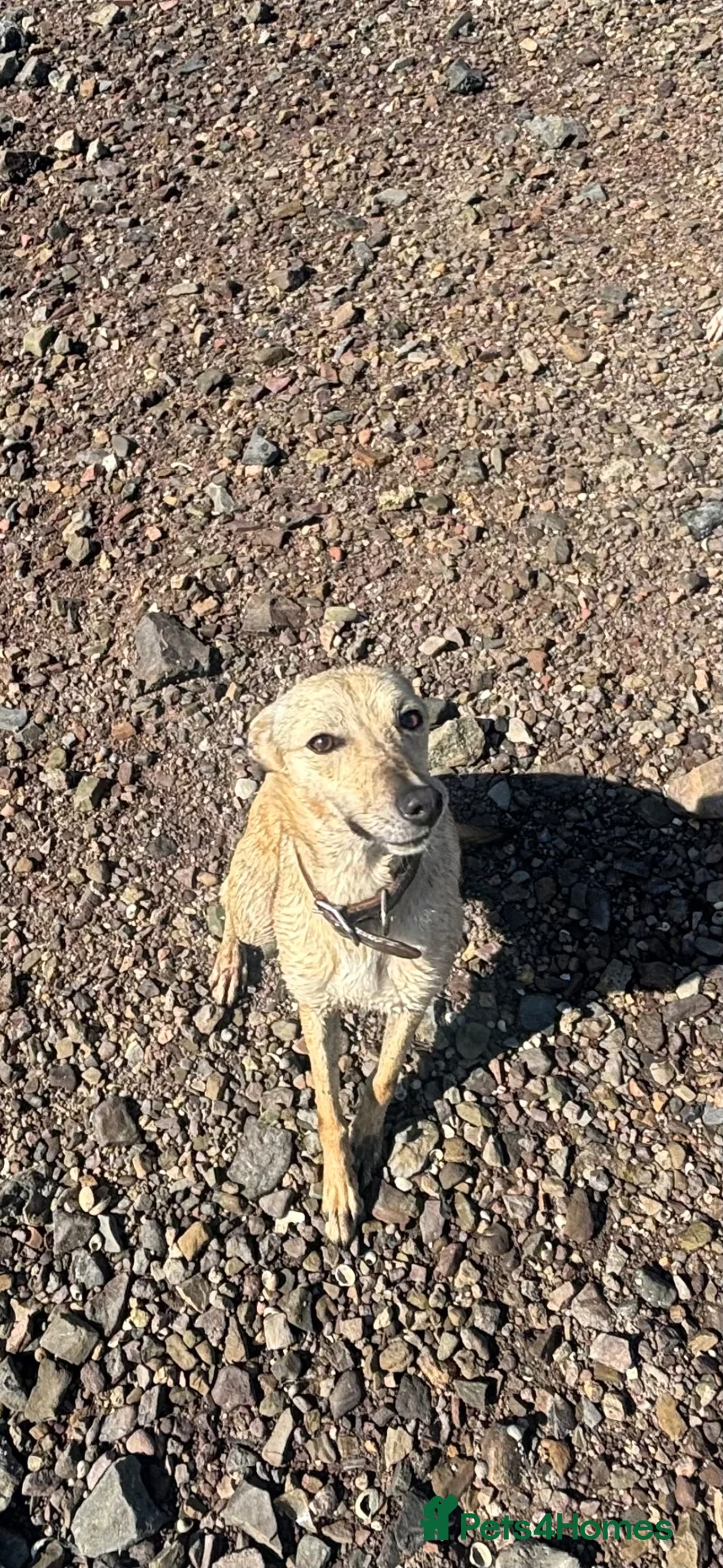 Mixed Breed dogs for sale: Whippet x collie in Pembroke Dock - Advert 2