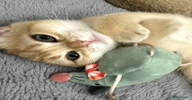 British Shorthair cats British Shorthair Golden kitten GCCF - Advert 2