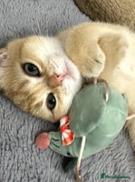 British Shorthair cats British Shorthair Golden kitten GCCF - Advert 4