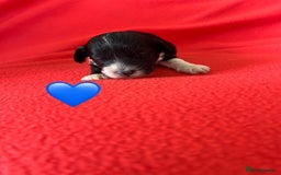 Havanese dogs for sale: 🐾 9 Havanese Puppies for Their Forever Homes 🐾 - Image 13