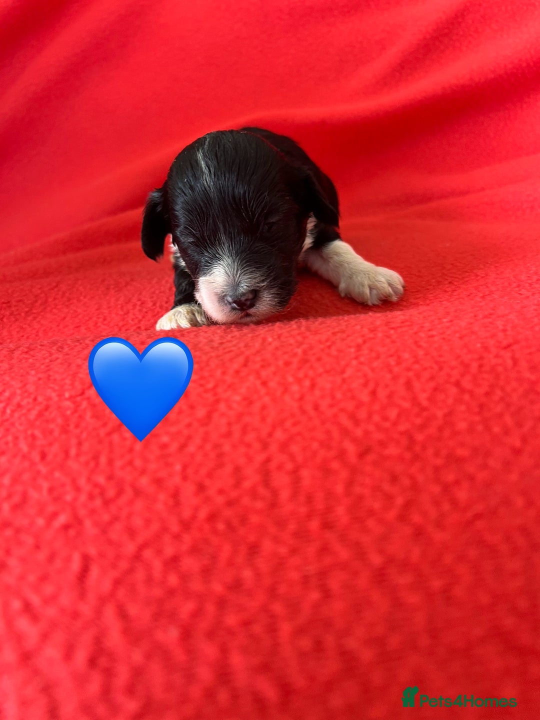 Havanese dogs for sale: 🐾 9 Havanese Puppies for Their Forever Homes 🐾 - Image 13