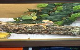 Bearded Dragon reptiles for sale: Citrus bearded dragon for sale with terrarium  - Image 2