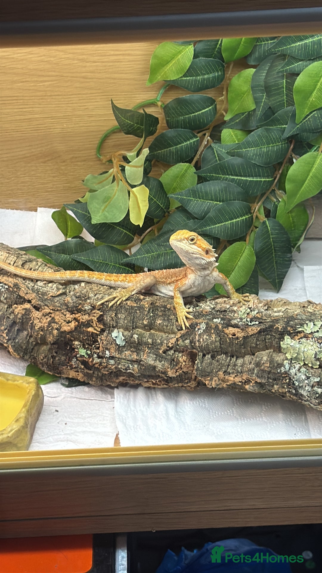 Bearded Dragon reptiles for sale: Citrus bearded dragon for sale with terrarium  - Image 2