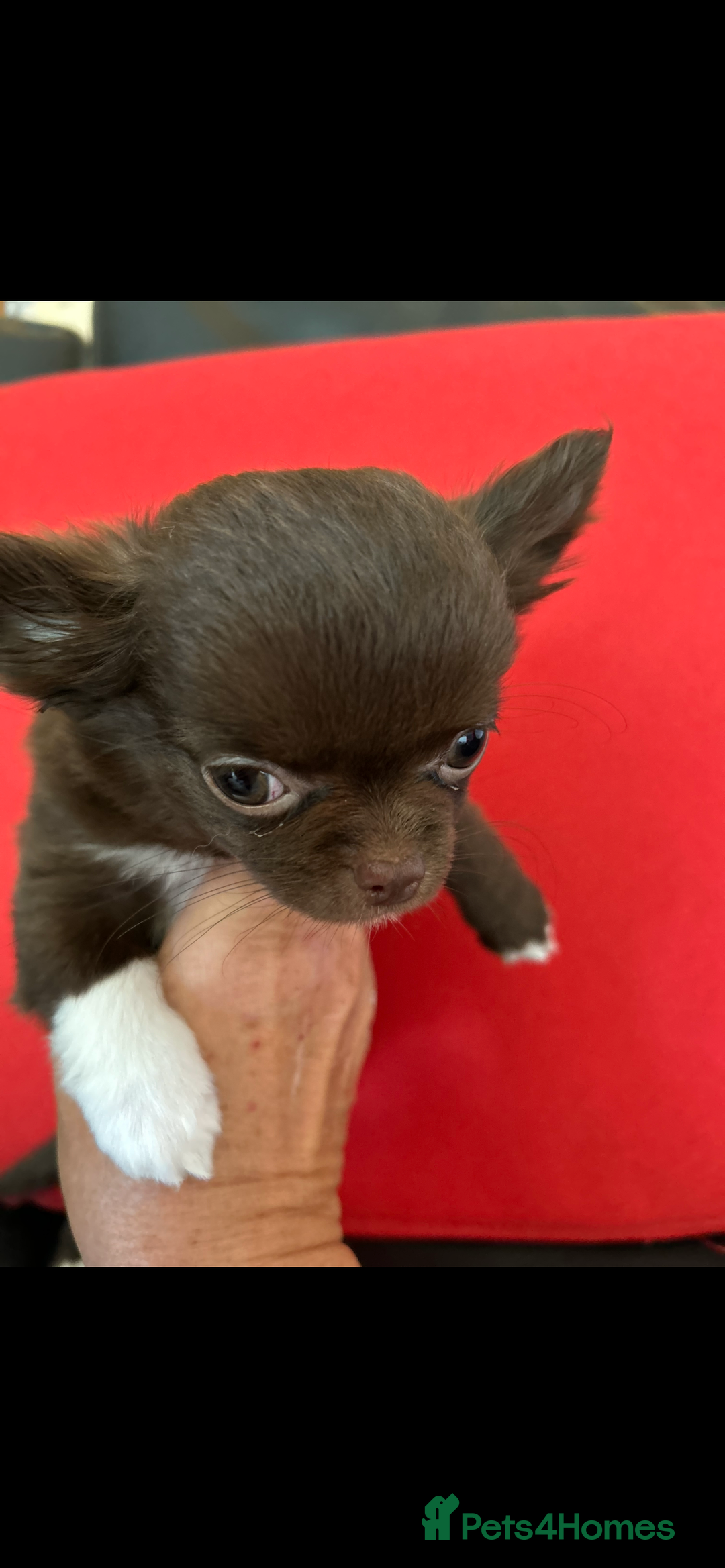 Chihuahua dogs for sale: Chihuaua 7 th generation KC registered  - Image 6