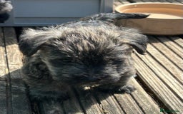 Mixed Breed dogs for sale: Stunning Wowzer pups  - Image 3