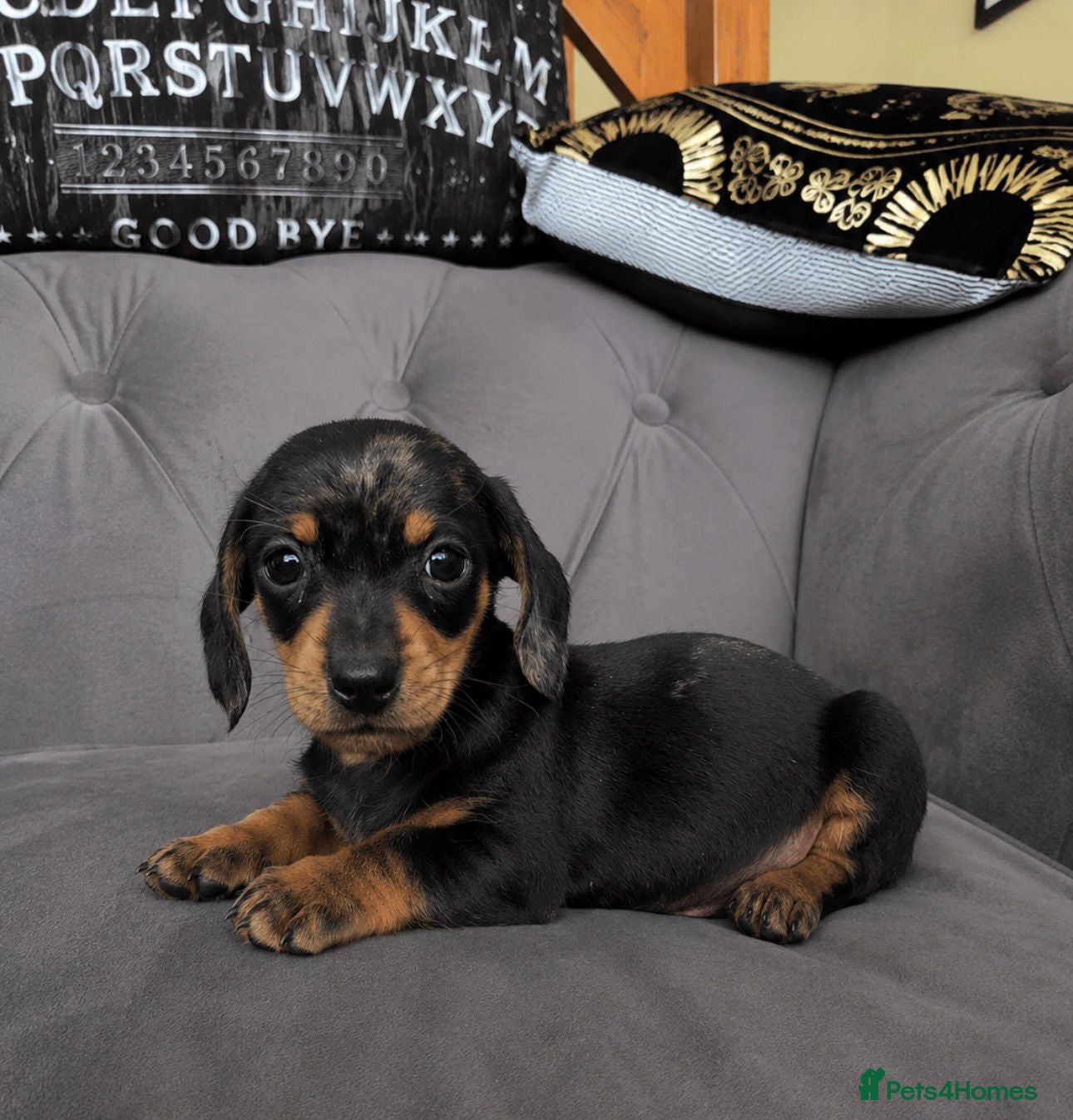 Miniature Dachshund dogs Dapple miniature dachshunds  - Advert 17