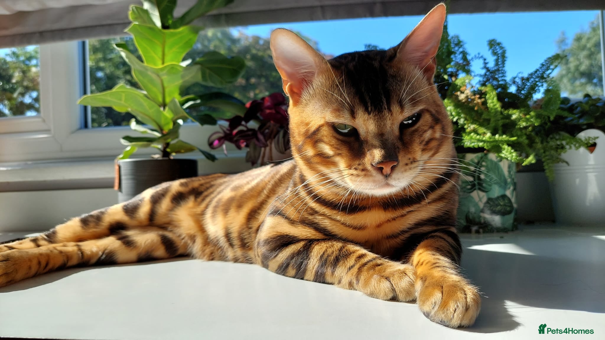 Bengal cats Impressive Stud Bengal TICA WCF reg - Advert 1